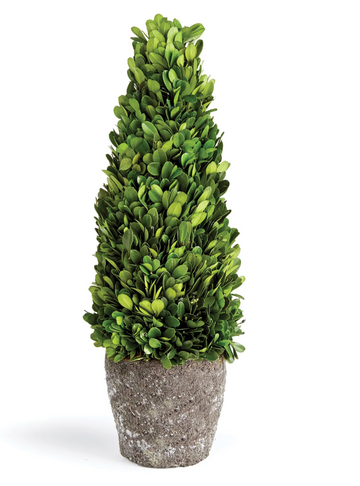 Boxwood Cone Drop In, 16"