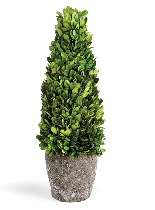 Boxwood Cone Drop In, 16"
