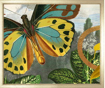 Garden of Mariposa